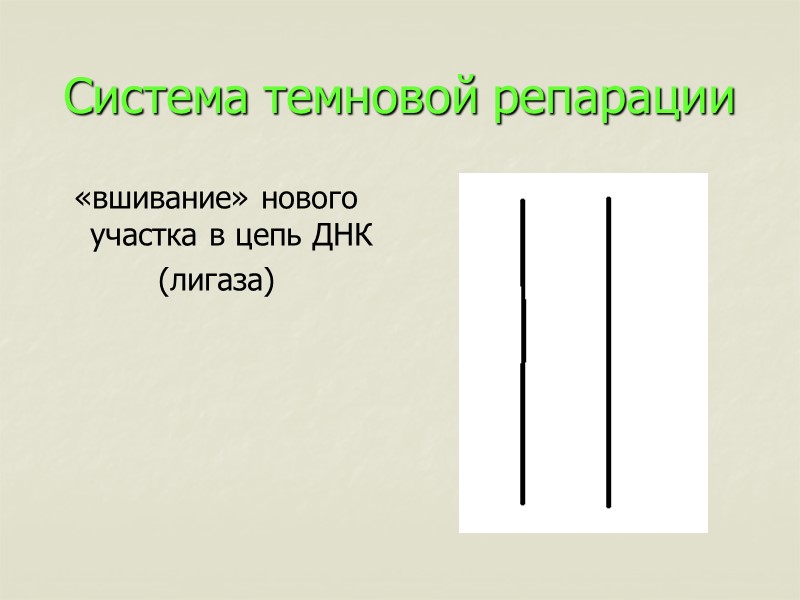 Система темновой репарации «вшивание» нового участка в цепь ДНК (лигаза)